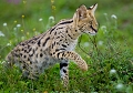 serval en chasse